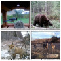 Cámara de caza de vida silvestre con visión nocturna - Cámara de caza clásica