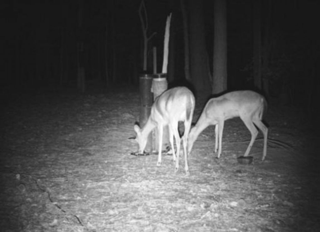 Comment bien choisir les critères pour l'achat d'une caméra de chasse